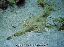 Shortnose Batfish,Crash Boat Aguadilla, Puerto Rico, Came... by Pedro Hernandez 